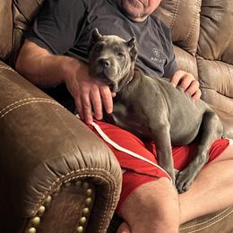 Cane Corso Puppies from Richline Kennel