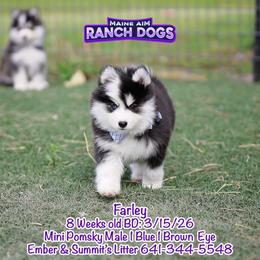 Farley - Black and white male Pomsky puppy in Humeston, Iowa from M.A.R. Dogs