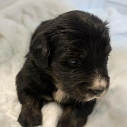 Blackjack - male Golden Mountain Dog puppy in Seville, Ohio from Retriever Ranch