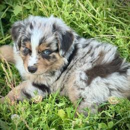 Australian Shepherd Puppies from HP Aussie Kennels
