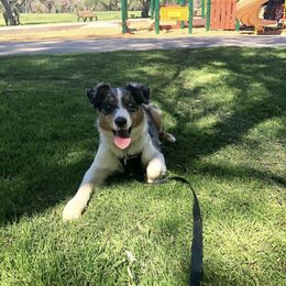 Australian Shepherd All Grown Up from A&K’s Aussies