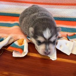 Gianni - Blue female Pomsky puppy in Bucyrus, Missouri from Hill Top Pomskies