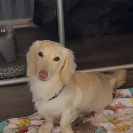 Casper - Dachshund