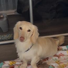 Casper - Dachshund