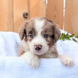 Green collar - Red merle male Aussiedoodle puppy in Coulee City, Washington from Mr and Mrs Doodle Farm