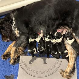 Dachshund and English Springer Spaniel Puppies from Clucking Homestead Springers & Dachshunds