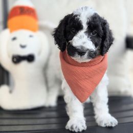 Birch - Parti male Goldendoodle puppy in Leander, Texas from Doodle Doula