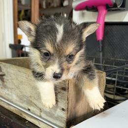 Boy 1 - Black and tan male Pembroke Welsh Corgi puppy in Moulton, Alabama from Reed's Pembroke Corgi Welsh