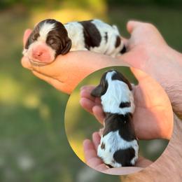 Nutty Buddy - Tri-Roan male English Springer Spaniel puppy in Uvalda, Georgia from Willow Creek Farms