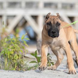 Bigger fawn - ears are cropped - Gold female Perro de Presa Canario puppy in Leitchfield, Kentucky from Rey Gladiador Presa Canario