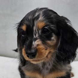 The King of Hearts- Alice in Wonderland Theme Litter. - Dapple male Dachshund puppy in Woodland, Washington from SJs Dachshunds