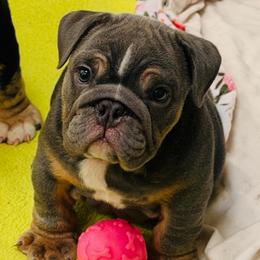 Kong - Blue tri-color male Bulldog puppy in Norco, California from Alizah Bulldogs