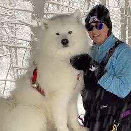 Iggy - Samoyed
