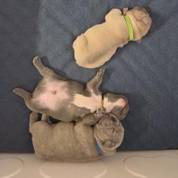 French Bulldog Puppies from Kaitlyn Slone