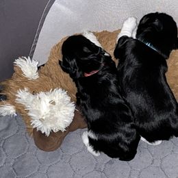 Miniature Schnauzer Puppies from Von Baron Schnauzers