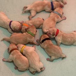 Girl 2 - Yellow female Labrador Retriever puppy in Hayes, Virginia from Gainesfield Labradors and Pembroke Welsh Corgis