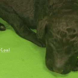 Coal - Poodle puppy in Missouri from 7P Services