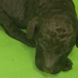 Coal - Poodle puppy in Missouri from 7P Services