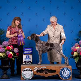 German Shorthaired Pointer puppies from SmokePoint GSPs