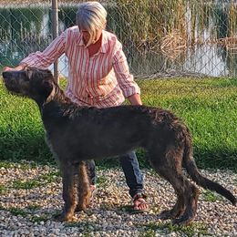 Irish Wolfhound Puppies from Stormborn Irish Wolfhounds