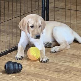 Labrador Retriever Puppies from Cary’s Buck Creek Retrievers