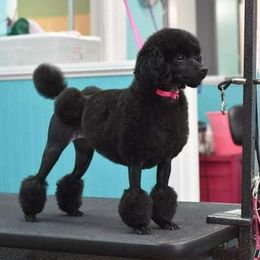 jenna - Poodle