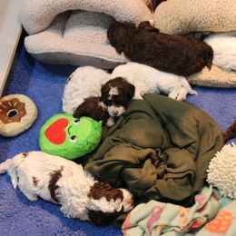 Lagotto Romagnolo Puppies from Royal and Loyal Lagotto Romagnolo