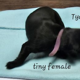 Girl 3 - Black Newfoundland puppy in Brownstown, Michigan from Persephone's Fabled Tails