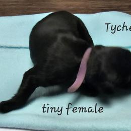 Girl 3 - Black Newfoundland puppy in Brownstown, Michigan from Persephone's Fabled Tails