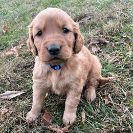 Dark blue - Golden male Golden Retriever puppy in Mount Carmel, Tennessee from HS Goldens