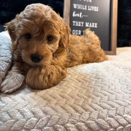 Frank - Apricot male Goldendoodle puppy in White Pigeon, Michigan from Delaryedoodles