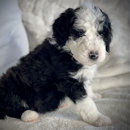 Bernedoodle, Goldendoodle, Poodle, and Sheepadoodle Puppies from Dapper Doodles