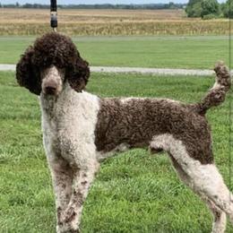 Milo - Poodle