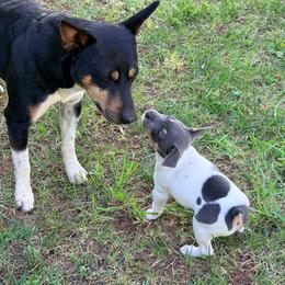 Girl 6 - Black white and tan female Rat Terrier puppy in Marshall, North Carolina from Meadows Rat Terrier