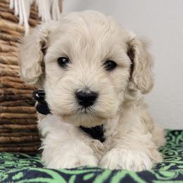Lark - Cream female Goldendoodle puppy in Temecula, California from Oodles O'Doodles