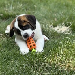 Companion Cross and Saint Bernard Puppies from Coleman Saint Bernards of Ohio