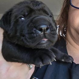 Cane Corso Puppies from CANE CORSO DI DROGHEDA