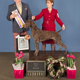German Shorthaired Pointer All Grown Up from Claddagh Kennels