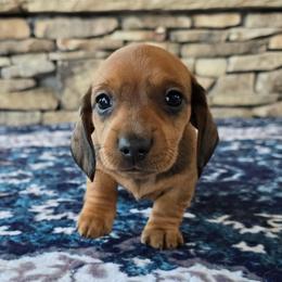 Bandit - Sable male Dachshund puppy in Signal Mountain, Tennessee from Hot Diggity Doxens