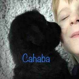 Australian Shepherd Puppies from Cahaba Australian Shepherds