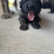 Leonberger Puppies from Magnolia Leos