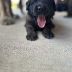 Leonberger Puppies from Magnolia Leos