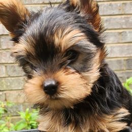 Romeo - Blue and gold male Yorkshire Terrier puppy in Potomac, Maryland from Fabiana's Yorkshire Terriers
