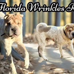 Royce - Chinese Shar-Pei
