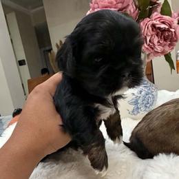 Boy 1 - Black male Shih Tzu puppy in Seguin, Texas from Dolled Up Shih Tzus