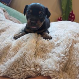 CJ - Black and tan male American Hunt Terrier puppy in Cave City, Arkansas from Bayou Valley Shepherds and American Hunt Terriers