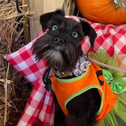 Miniature Schnauzers from Leon’s Schnauzers