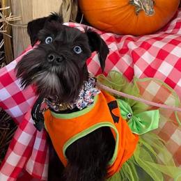 Miniature Schnauzers from Leon’s Schnauzers
