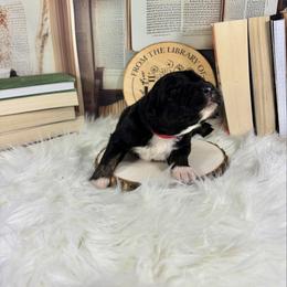 Myth - Black tri-color male Australian Shepherd puppy in Fredericksburg, Virginia from Cooper Ridge Aussies