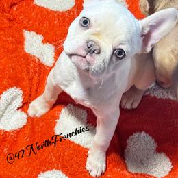 Martha May - Blue female French Bulldog puppy in Spokane, Washington from 47 North Frenchies, LLC